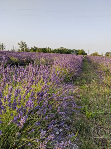 Lavandula Angustifolia