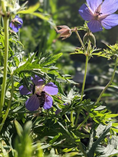 Geranium macrorrhizum