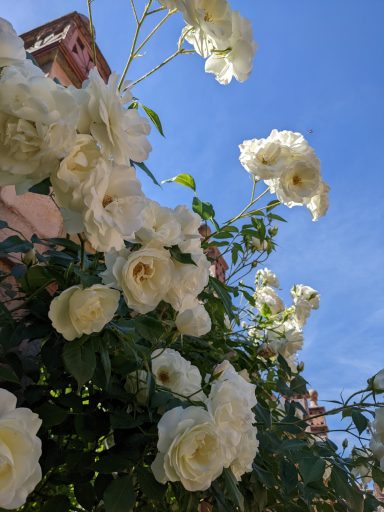 Rosa X hybrida 'Ghislaine de Féligonde'
